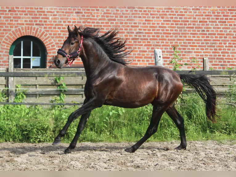 PRE Mix Hengst 2 Jahre 167 cm Dunkelbrauner in Wremen