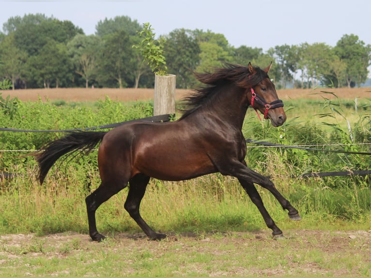 PRE Mix Hengst 2 Jahre 167 cm Dunkelbrauner in Wremen
