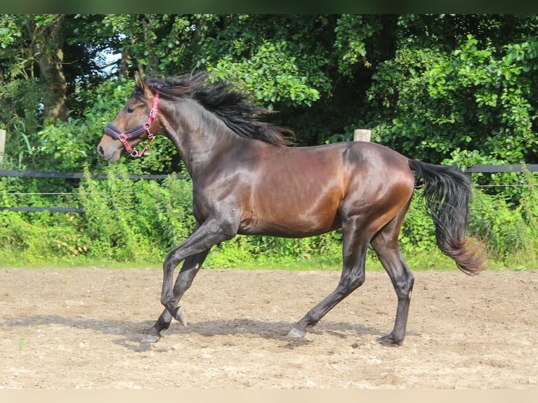 PRE Mix Hengst 2 Jahre 167 cm Dunkelbrauner in Wremen