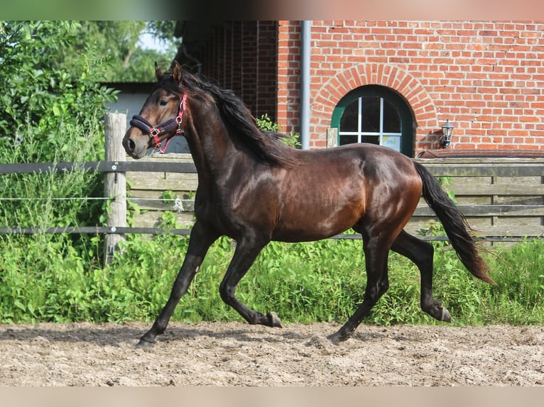 PRE Mix Hengst 2 Jahre 167 cm Dunkelbrauner in Wremen