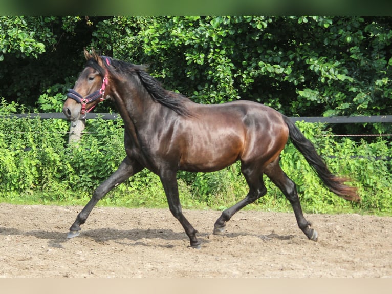 PRE Mix Hengst 2 Jahre 167 cm Dunkelbrauner in Wremen