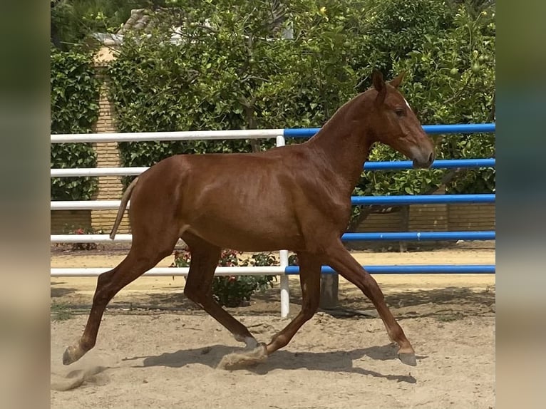 PRE Hengst 2 Jahre 167 cm Fuchs in Fuentes De Andalucia