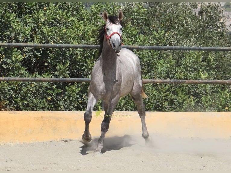 PRE Hengst 2 Jahre 167 cm Schimmel in Provinz Malaga