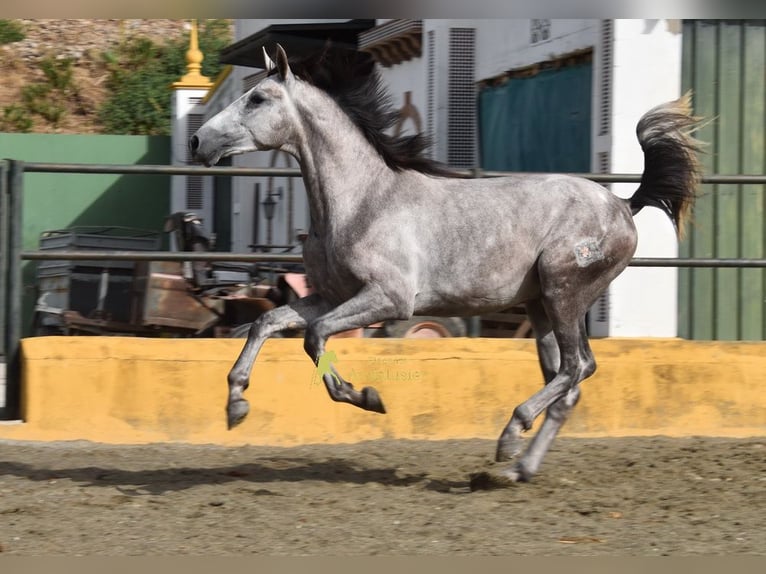 PRE Hengst 2 Jahre 167 cm Schimmel in Provinz Malaga