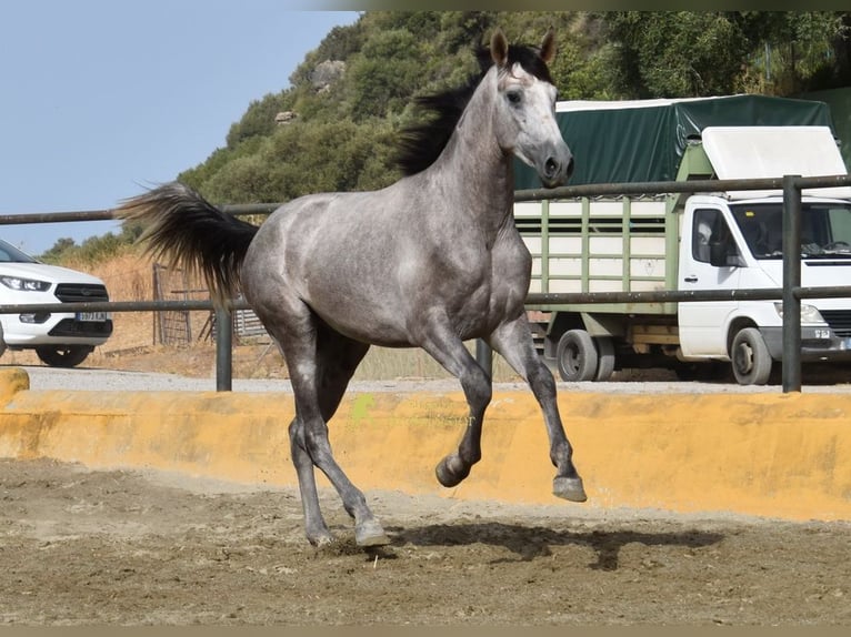 PRE Hengst 2 Jahre 167 cm Schimmel in Provinz Malaga