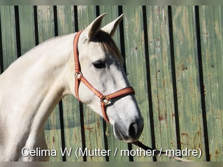 PRE Hengst 2 Jahre 167 cm Schimmel in Provinz Malaga