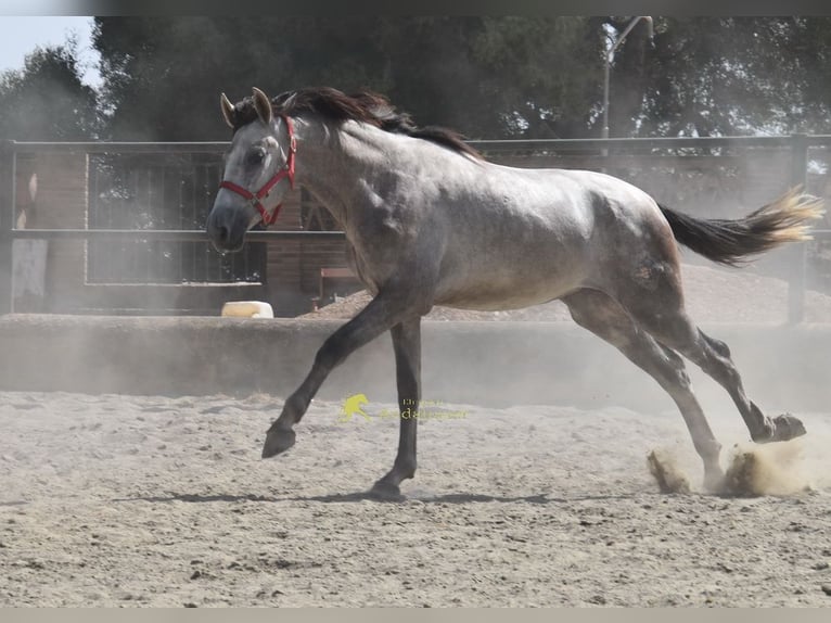 PRE Hengst 2 Jahre 167 cm Schimmel in Provinz Malaga