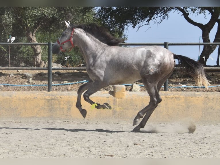 PRE Hengst 2 Jahre 167 cm Schimmel in Provinz Malaga