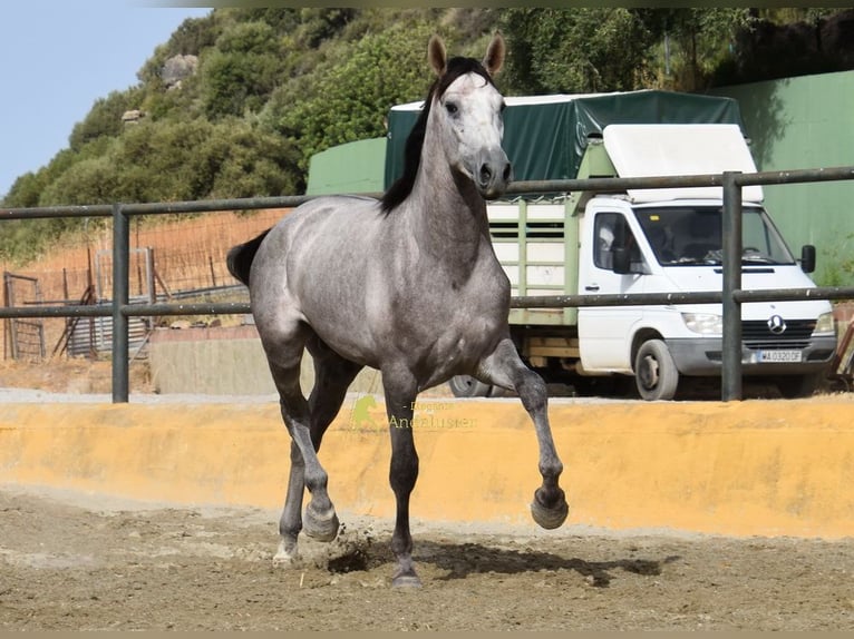 PRE Hengst 2 Jahre 167 cm Schimmel in Provinz Malaga
