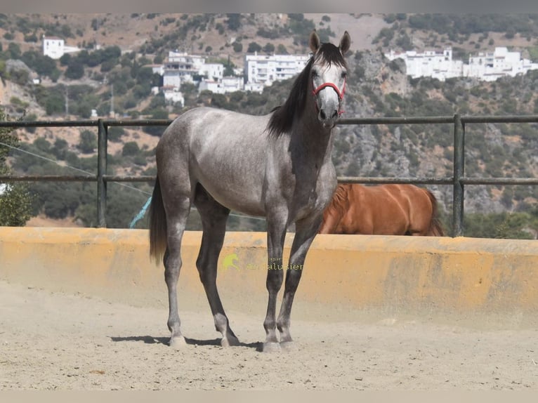 PRE Hengst 2 Jahre 167 cm Schimmel in Provinz Malaga