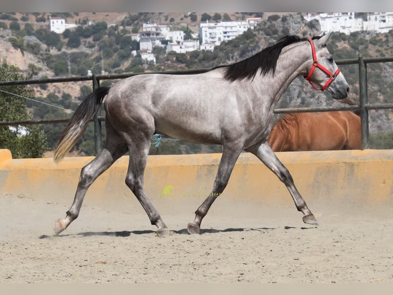 PRE Hengst 2 Jahre 167 cm Schimmel in Provinz Malaga