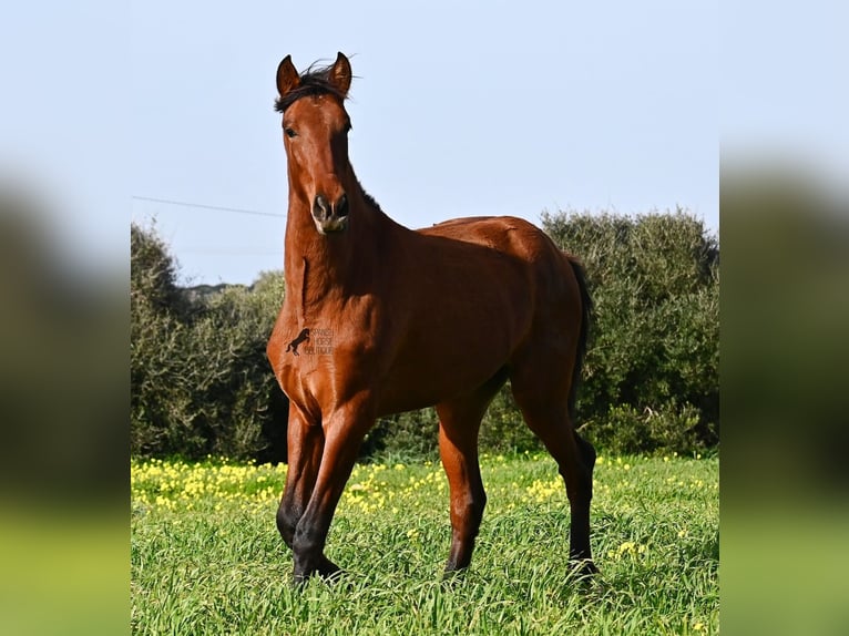 PRE Mix Hengst 2 Jahre 168 cm Brauner in Menorca
