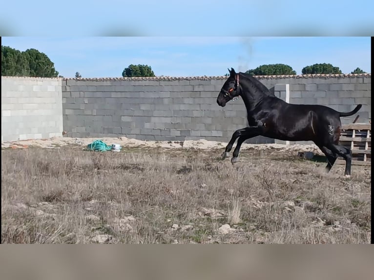 PRE Mix Hengst 2 Jahre 168 cm Dunkelbrauner in Segovia