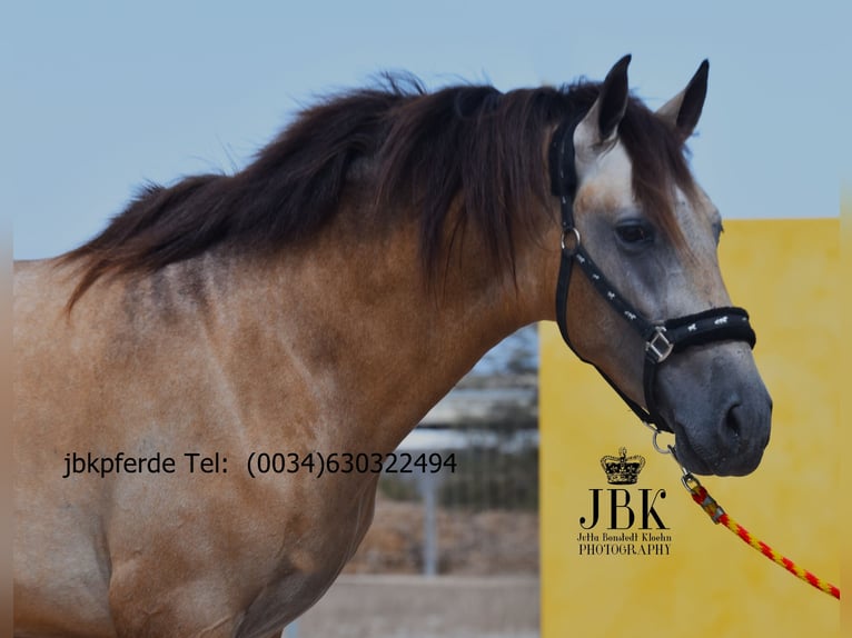 PRE Mix Hengst 2 Jahre 168 cm Falbe in Tabernas Almeria