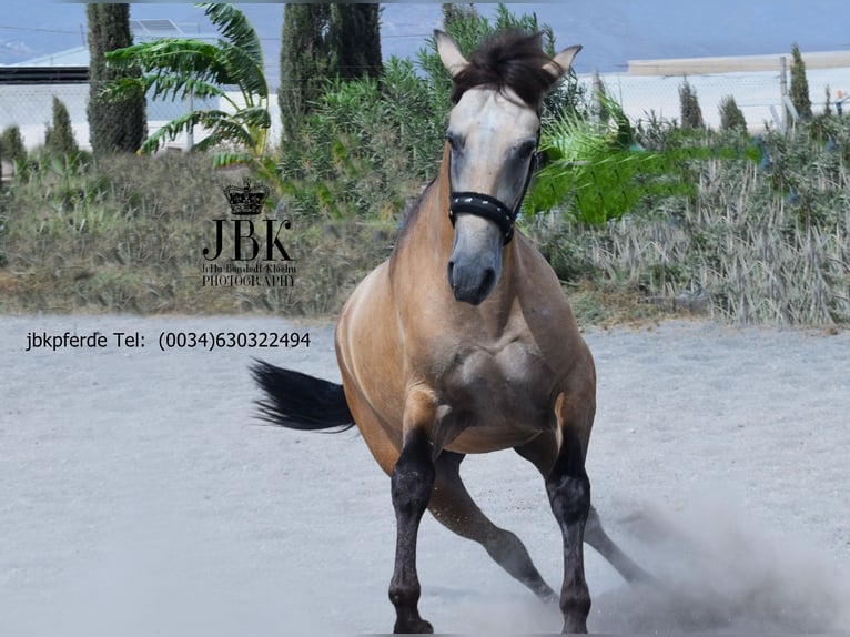 PRE Mix Hengst 2 Jahre 168 cm Falbe in Tabernas Almeria