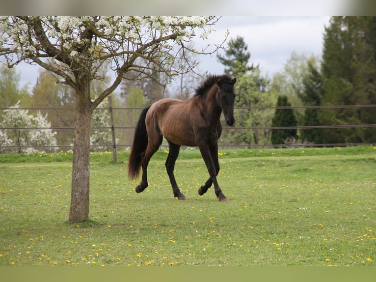 PRE Hengst 2 Jahre 168 cm Rappe in Balingen