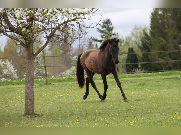 PRE Hengst 2 Jahre 168 cm Rappe in Balingen