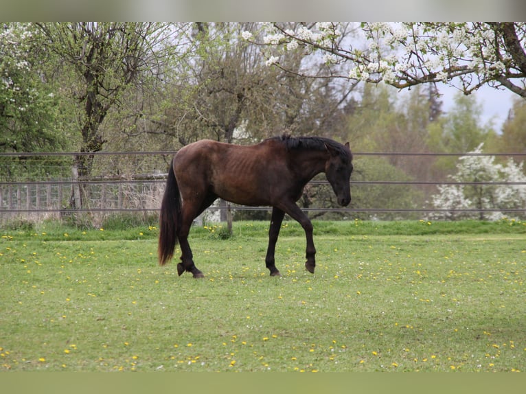 PRE Hengst 2 Jahre 168 cm Rappe in Balingen