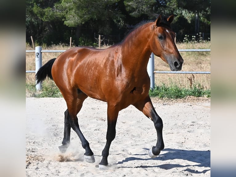 PRE Mix Hengst 2 Jahre 169 cm Brauner in Mallorca