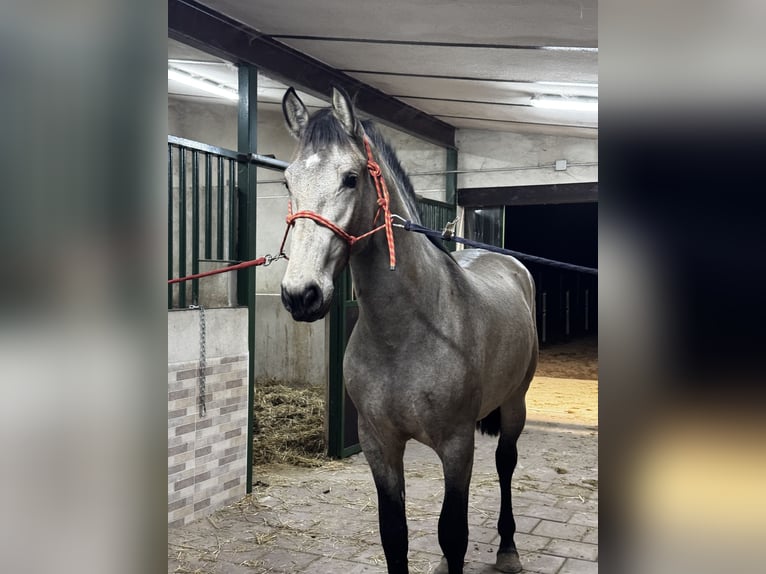 PRE Hengst 2 Jahre 169 cm Falbe in Arevalo