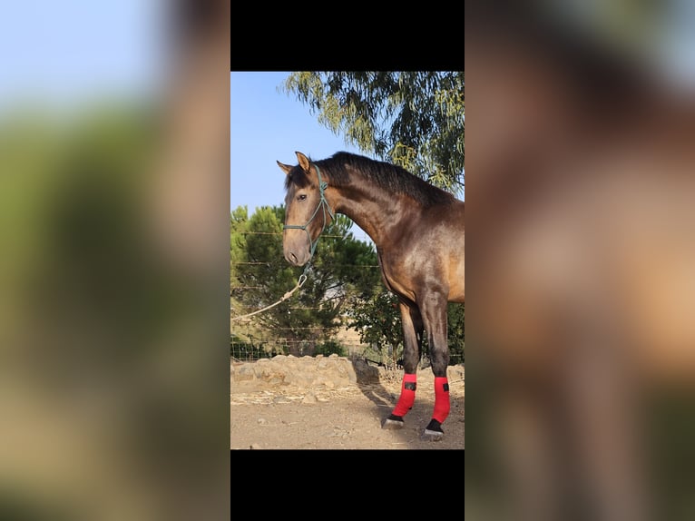 PRE Hengst 2 Jahre 169 cm Falbe in Cabeza Del Buey