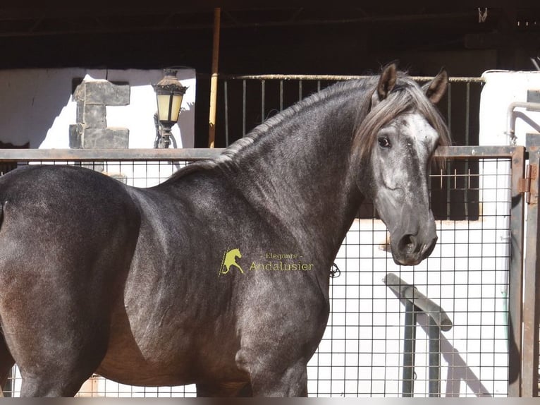 PRE Hengst 2 Jahre 169 cm Schimmel in Provinz Malaga