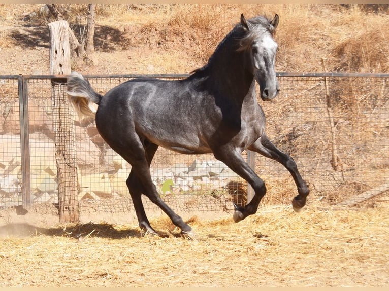 PRE Hengst 2 Jahre 169 cm Schimmel in Provinz Malaga