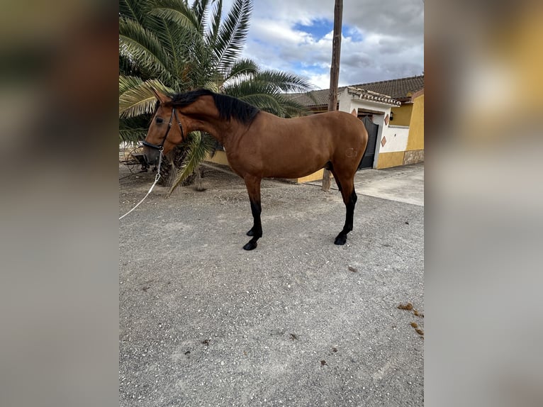 PRE Hengst 2 Jahre 170 cm Brauner in Valderrubio