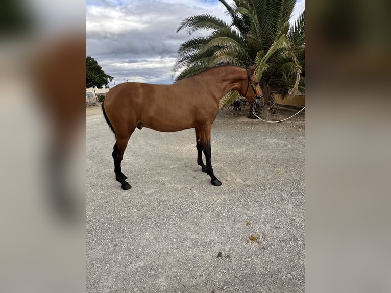 PRE Hengst 2 Jahre 170 cm Brauner in Valderrubio