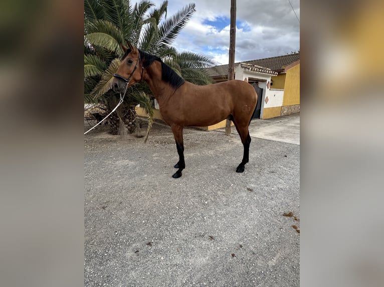 PRE Hengst 2 Jahre 170 cm Brauner in Valderrubio