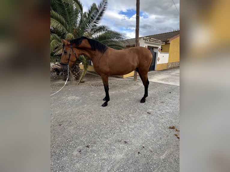 PRE Hengst 2 Jahre 170 cm Brauner in Valderrubio