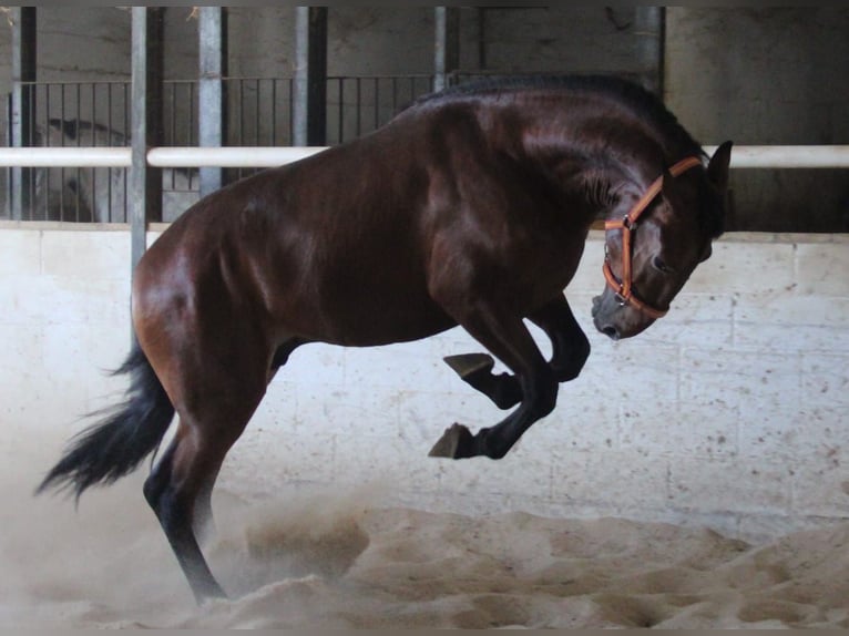 PRE Mix Hengst 2 Jahre 170 cm Brauner in Vejer de la Frontera