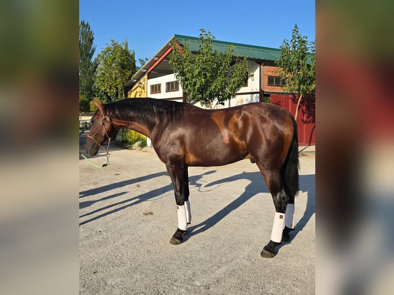 PRE Hengst 2 Jahre 170 cm Brauner in Valtierra