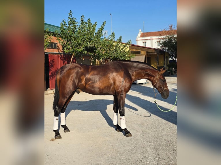 PRE Hengst 2 Jahre 170 cm Brauner in Valtierra
