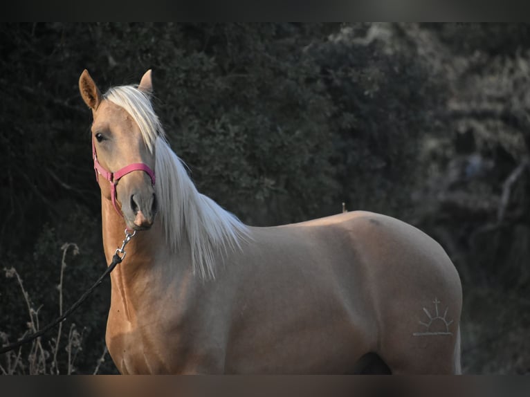 PRE Hengst 2 Jahre 170 cm Palomino in El Real de la Jara, Sevilla