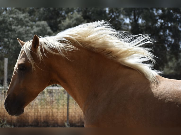 PRE Hengst 2 Jahre 170 cm Palomino in El Real de la Jara, Sevilla