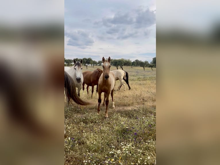 PRE Mix Hengst 2 Jahre 170 cm Palomino in El Catllar