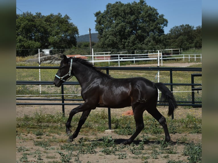 PRE Hengst 2 Jahre 174 cm Rappe in El Real De La Jara, Sevilla PRE Hengst 2 Jahre 174 cm Rappe in El Real De La Jara, Sevilla