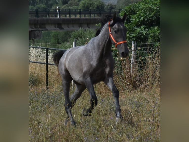 PRE Hengst 2 Jahre 174 cm Schimmel in El Real De La Jara, Sevilla