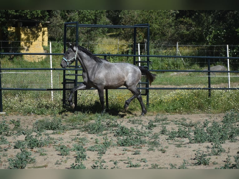 PRE Hengst 2 Jahre 174 cm Schimmel in El Real De La Jara, Sevilla