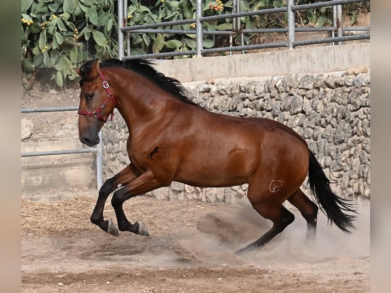 PRE Mix Hengst 2 Jahre 175 cm Brauner in Mallorca