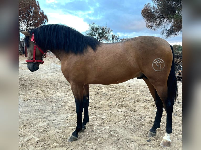 PRE Hengst 2 Jahre Buckskin in Huelva