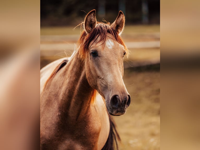 PRE Hengst 2 Jahre Buckskin in Klagenfurt,11.Bez.:St. Ruprecht