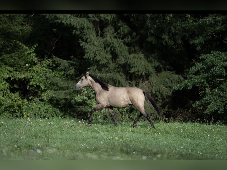 PRE Hengst 2 Jahre Buckskin in Klagenfurt,11.Bez.:St. Ruprecht