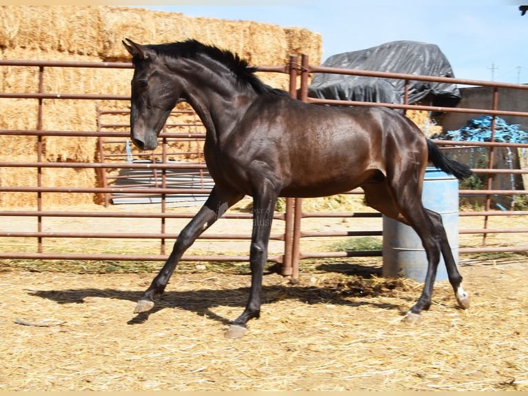 PRE Hengst 2 Jahre Dunkelbrauner in Provinz Granada