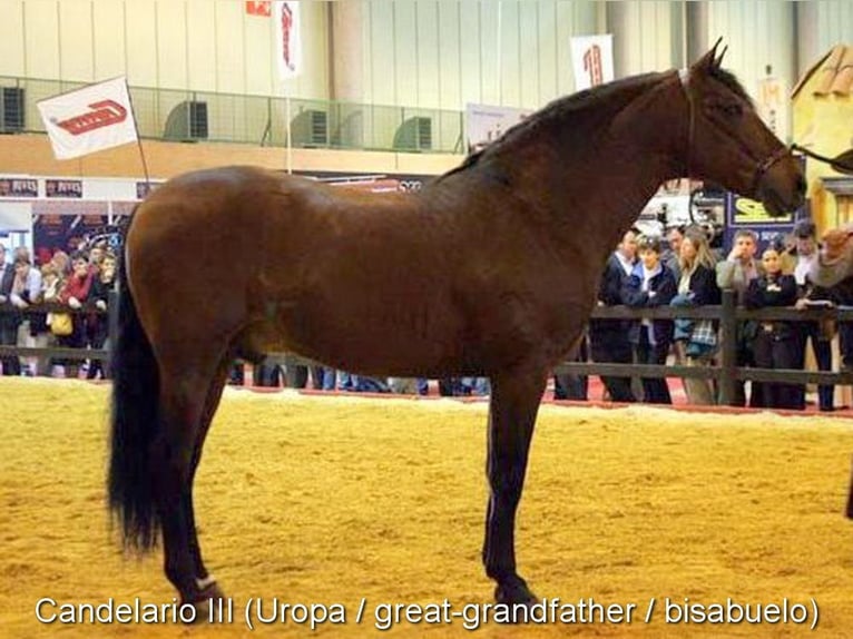 PRE Hengst 2 Jahre Dunkelbrauner in Provinz Granada