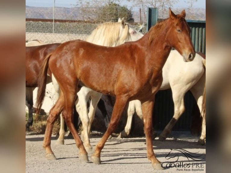 PRE Hengst 2 Jahre Fuchs in Alicante