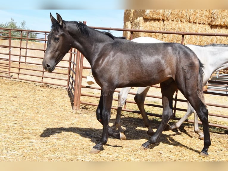 PRE Hengst 2 Jahre Schimmel in Provinz Granada