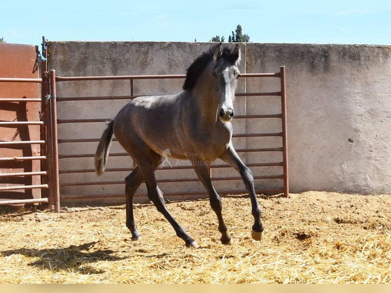 PRE Hengst 2 Jahre Schimmel in Provinz Granada