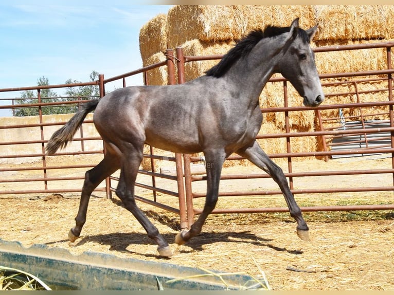 PRE Hengst 2 Jahre Schimmel in Provinz Granada